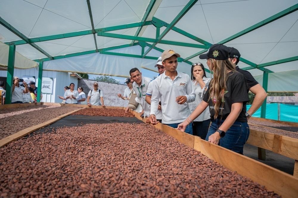 Apoyo del Gobierno del Cesar a productores de cacao
