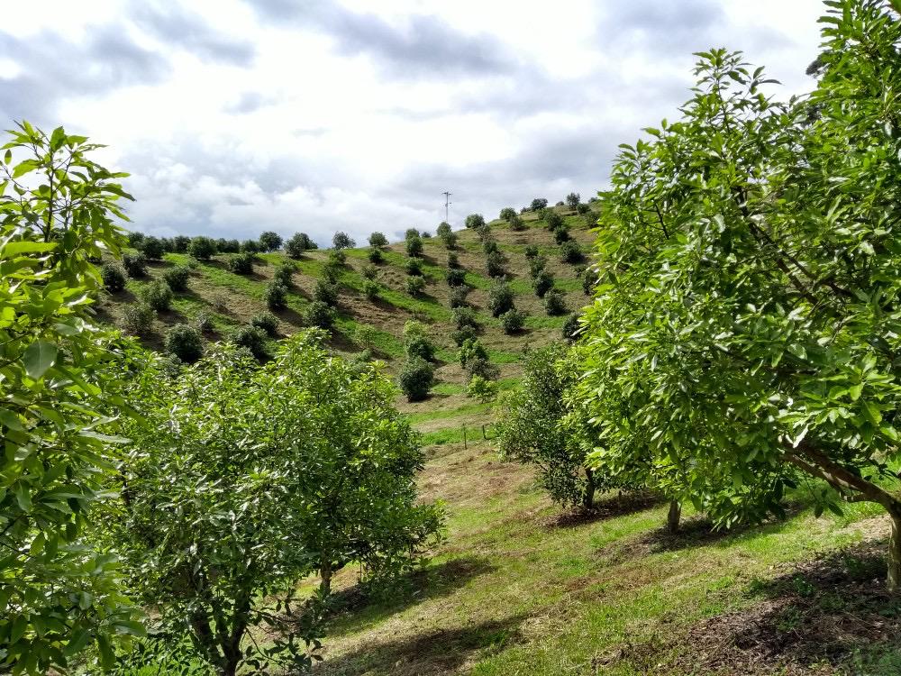 Cultivo de aguacate Hass como nueva alternativa agrícola en Codazzi