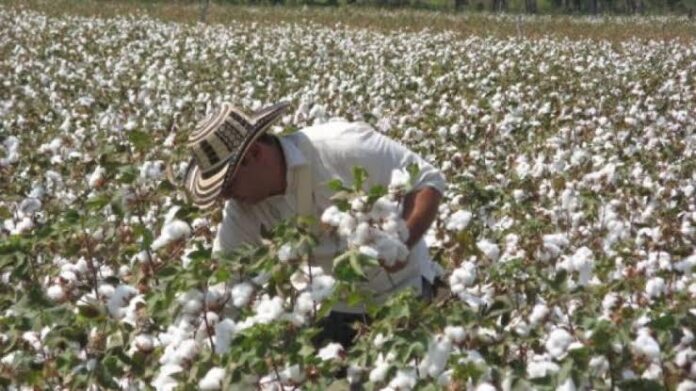 Cultivo de algodón en Codazzi que marcó la historia económica del municipio
