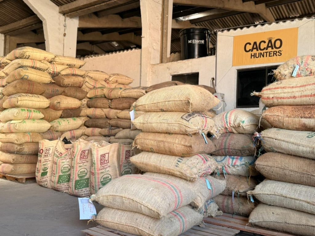 Exportación de cacao del Cesar fortalece la agroindustria regional