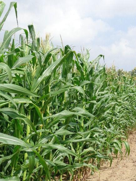 Campesino cosechando yuca en Agustín Codazzi