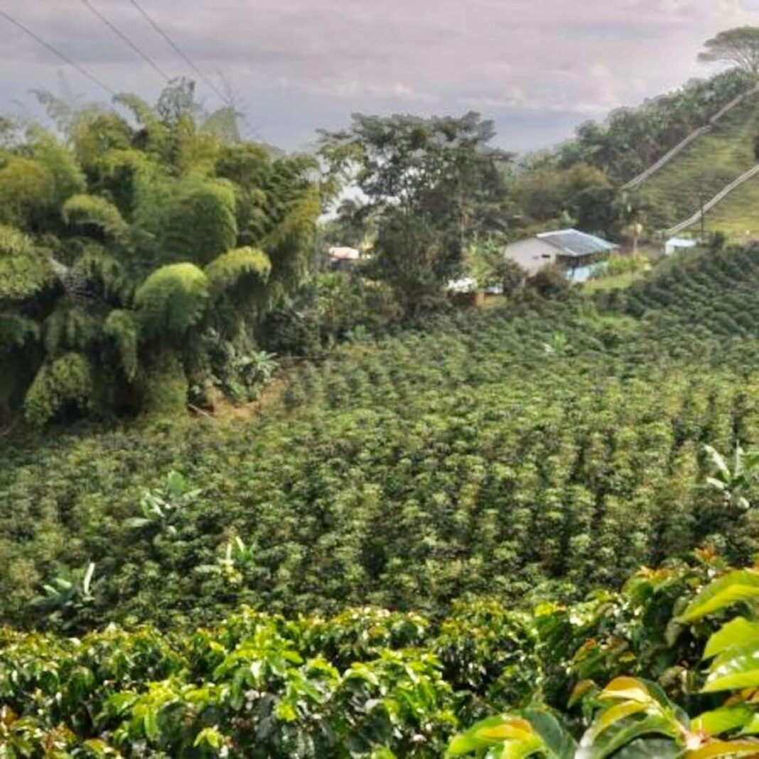Plantación de palma de aceite en zona rural de Codazzi