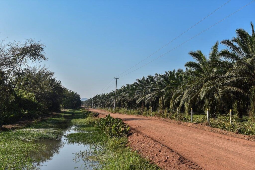 Siembra de maíz en zona rural de Agustín Codazzi