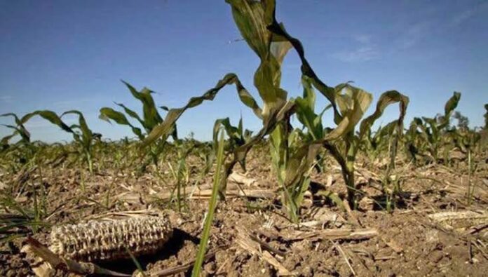 Sequía y lluvias intensas afectan la seguridad alimentaria en el Cesar y a los pequeños productores