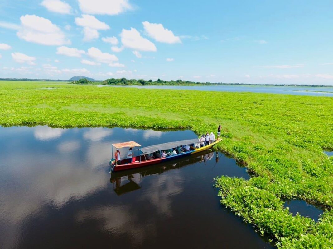 Artesanas recolectan tarulla en la ciénaga de Zapatosa en Antequera, Cesar