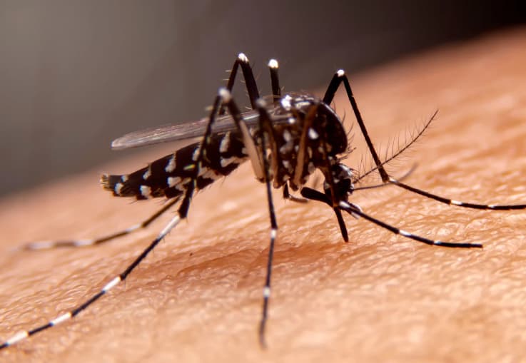 Expertos advierten que las lluvias y las altas temperaturas registradas en la región Caribe han favorecido la proliferación del mosquito transmisor.