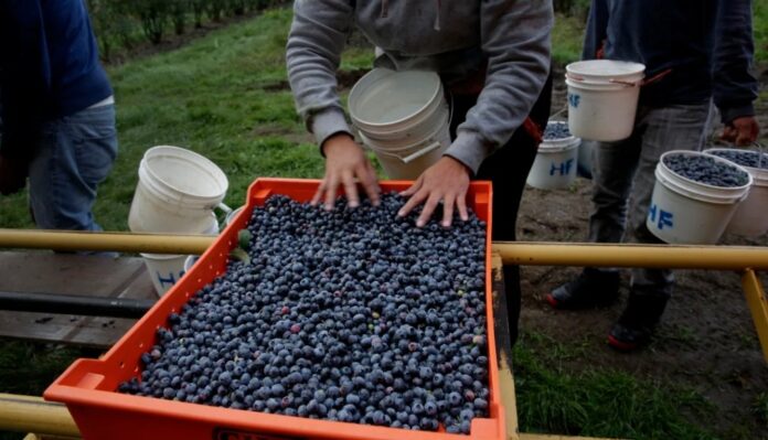 Trabajadores recolectando arándanos manualmente en una finca colombiana durante la temporada récord de 2025, mostrando una caja naranja llena de fruta.