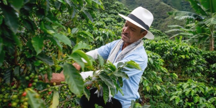 Caficultor colombiano recolectando granos en una finca sostenible, preparándose para cumplir con el reglamento EUDR de la Unión Europea.