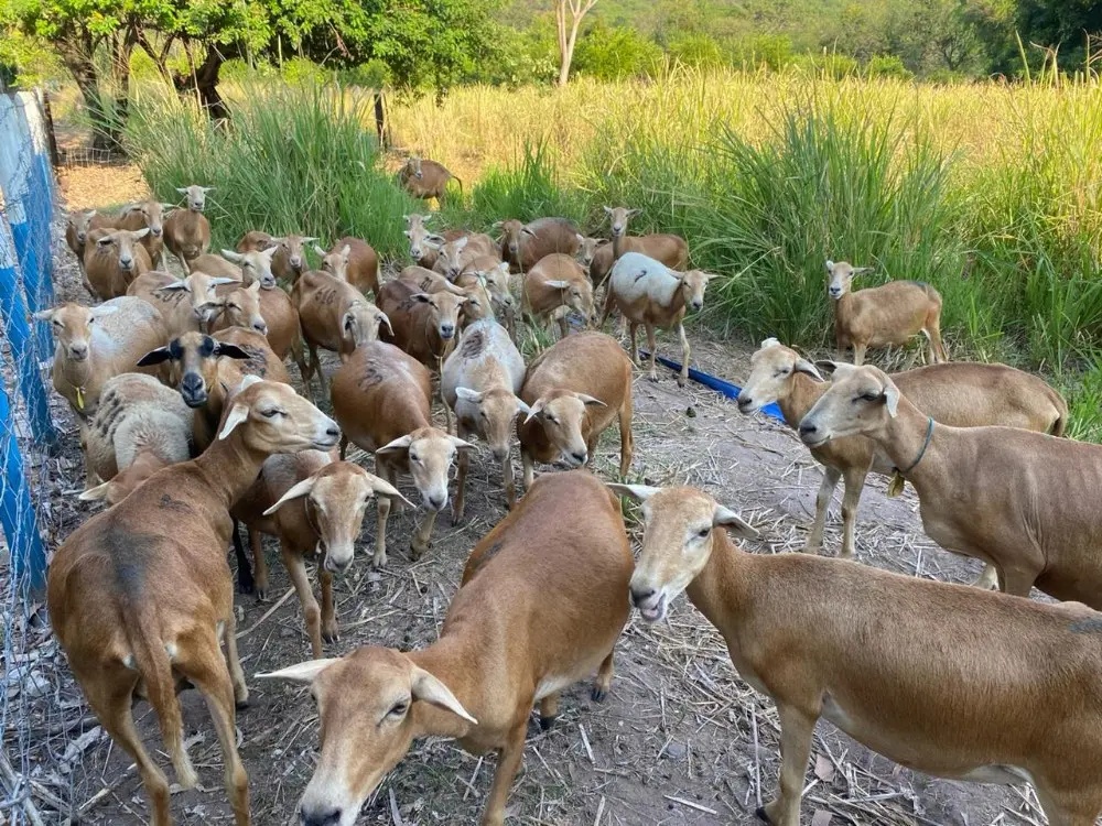 Grupo de ejemplares del Ovino de Pelo Colombiano (OPC) en el Centro de Investigación Motilonia, destinados al nuevo Banco de Germoplasma en el Cesar.