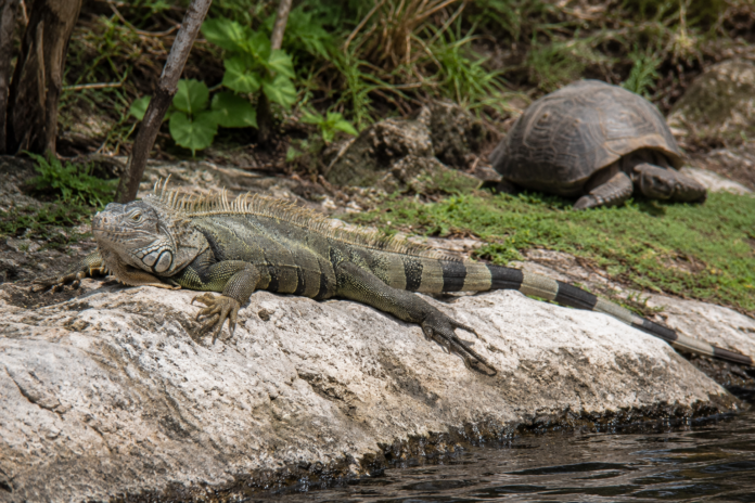 Especies silvestres rescatadas ante la crisis de iguanas y morrocoyes.