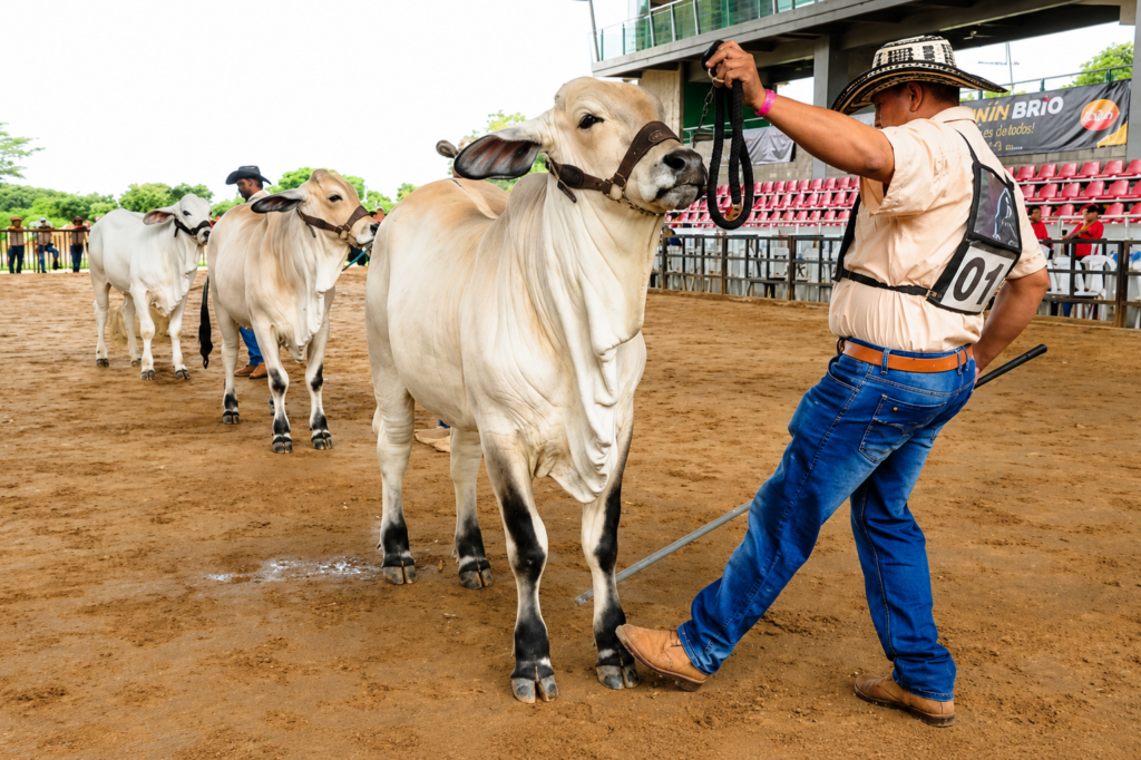 Ganaderos presentan ejemplares bovinos durante una exposición en la Feria Ganadera de Valledupar.
