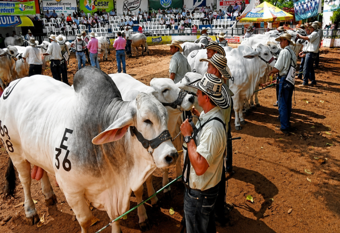 Un ganadero presenta un ejemplar bovino durante una competencia en la Feria Ganadera de Valledupar.