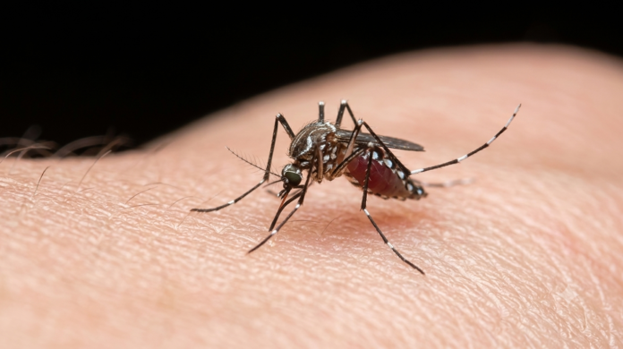 Mosquito transmisor del dengue sobre la piel de una persona