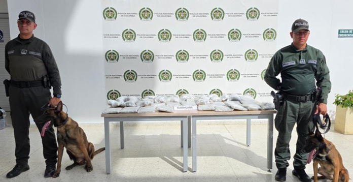 Policías y unidades caninas presentan cerca de 40 kilos de marihuana con destino a Valledupar
