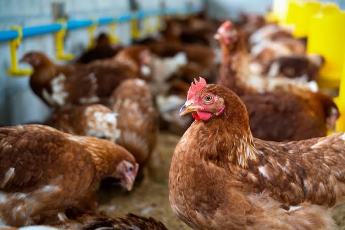 Proyecto Gallinas Libres de Jaulas en Colombia