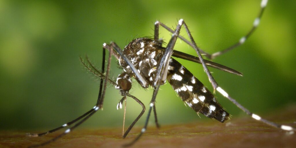 Mosquito Aedes aegypti sobre la piel, principal transmisor del dengue en Valledupar.