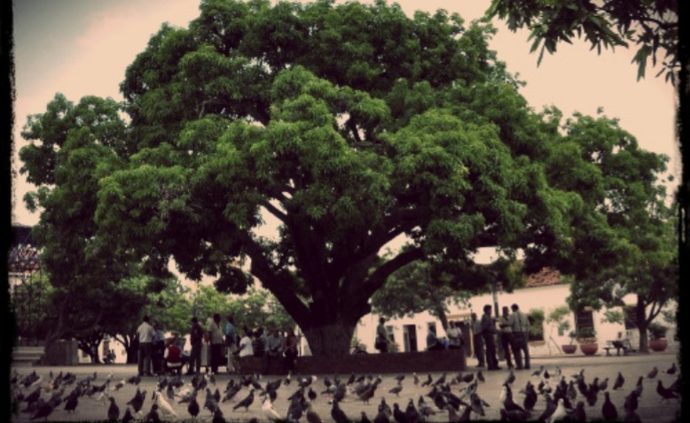 Fotografía histórica del Palo de Mango de la Plaza Alfonso López en Valledupar
