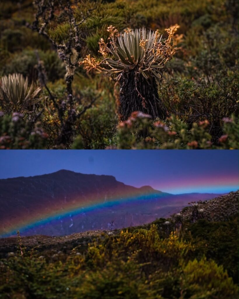 Paisaje del páramo colombiano con frailejones, vegetación nativa y un arcoíris sobre las montañas, símbolo de la riqueza ambiental del país.
