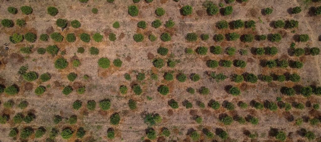 Vista aérea de un terreno afectado por la sequía asociada al fenómeno de El Niño, con vegetación dispersa y suelo seco.
