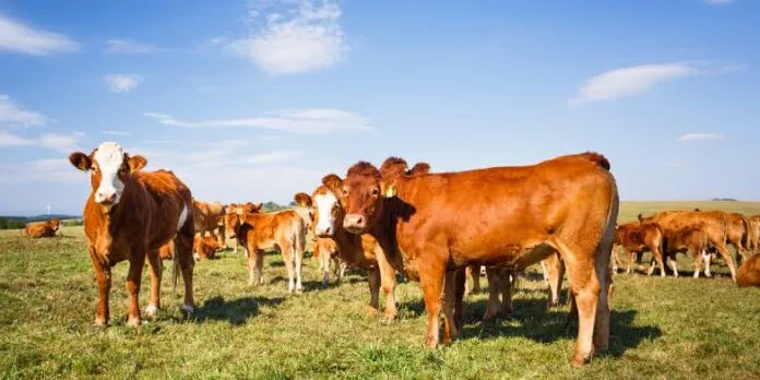 Ganado en zona rural del Cesar durante los efectos del fenómeno de El Niño
