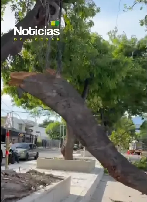Rama de árbol caída sobre vía en avenida Simón Bolívar de Valledupar