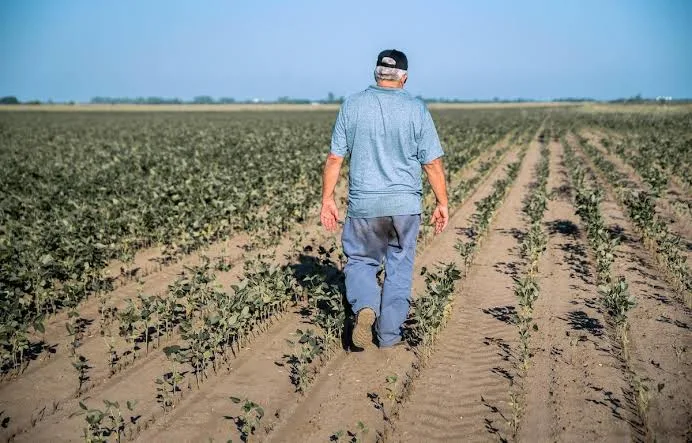 Agricultor recorre cultivo afectado por condiciones secas en el Cesar