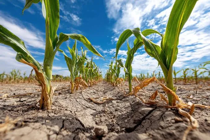 Cultivo afectado por suelo seco y falta de agua durante la sequía