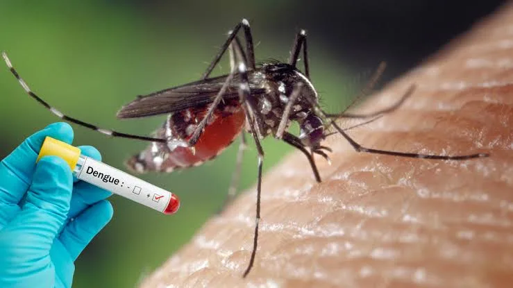 Mosquito Aedes aegypti, principal transmisor del dengue