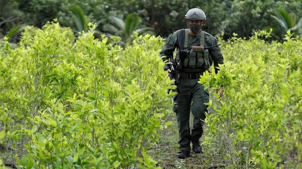 Uniformado durante operativo de control en cultivos de coca en Colombia