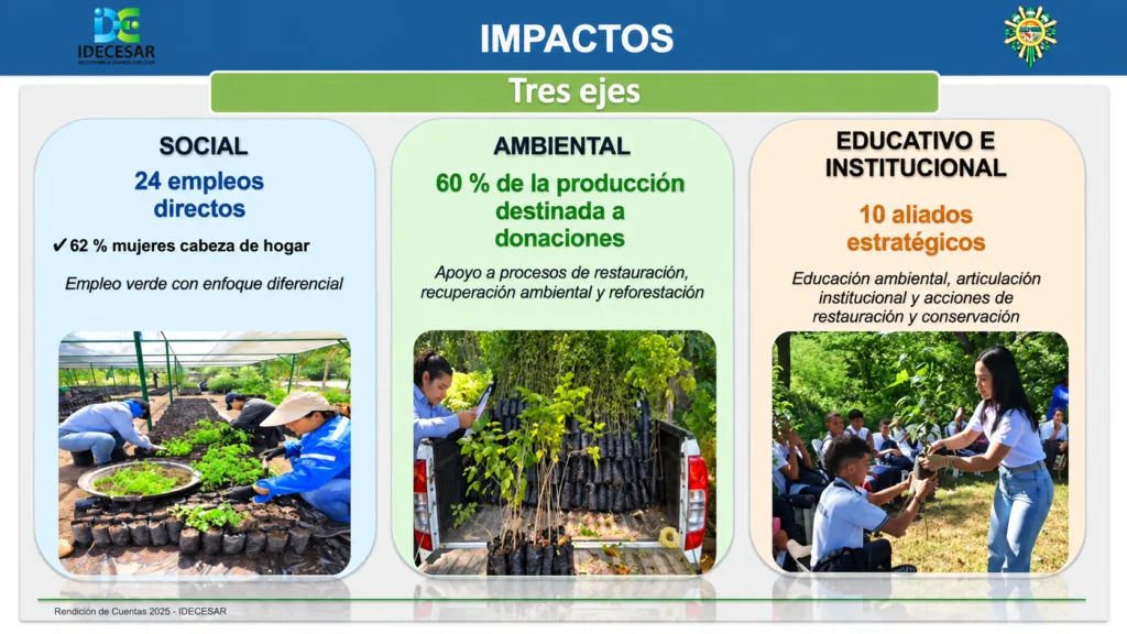 Impactos del vivero del Cesar en 2025: 24 empleos directos, 60% de la producción para donaciones y 10 aliados estratégicos.