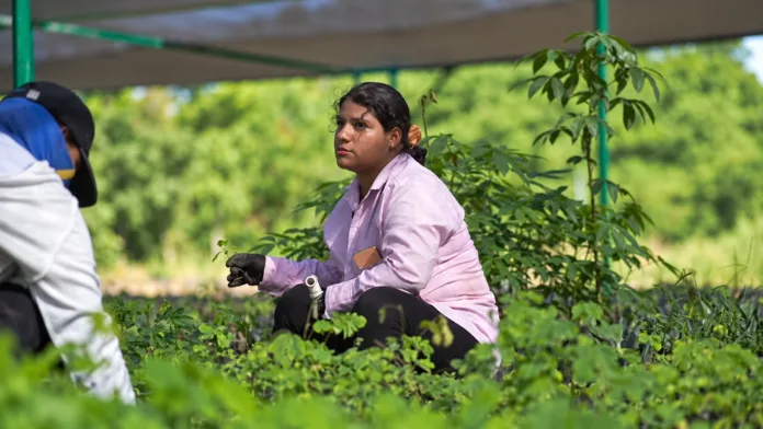 Una trabajadora realiza labores entre las plantas del vivero departamental. Idecesar reportó 24 empleos directos en este proyecto durante 2025.