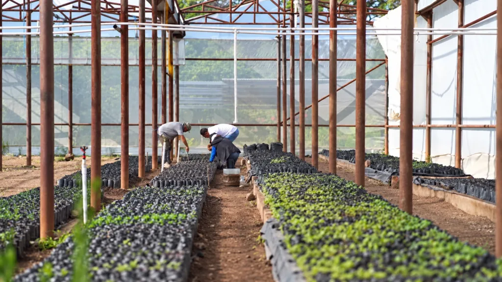 Tres personas trabajan entre hileras de bolsas de cultivo y plántulas en el vivero departamental del Cesar.