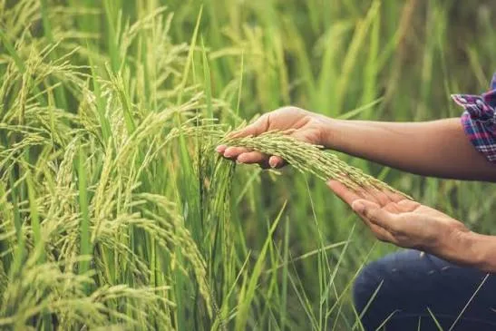 Cultivo de arroz en Colombia en medio de la crisis económica que afecta a los productores.