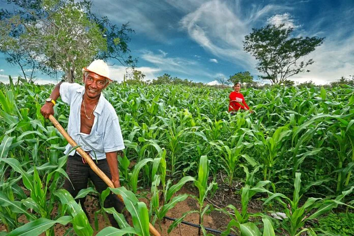 Campesinos trabajan en un cultivo agrícola del Cesar