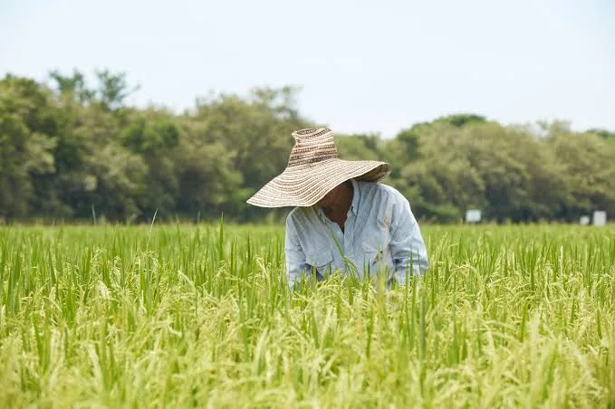 Productor trabaja en un cultivo de arroz afectado por la crisis del sector arrocero colombiano.