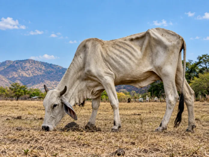 Bovino afectado por la sequía en el Cesar y la escasez de alimento.