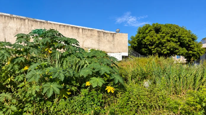Terreno urbano cubierto de vegetación natural y plantas verdes