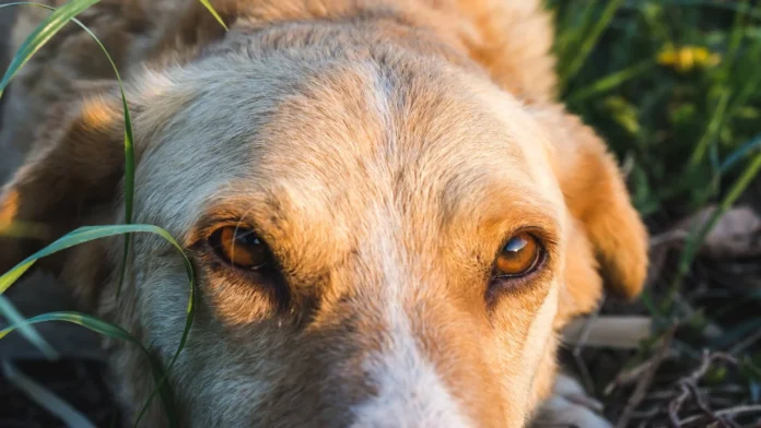 Perro adulto mayor, imagen relacionada con la protección de animales en su vejez en Colombia