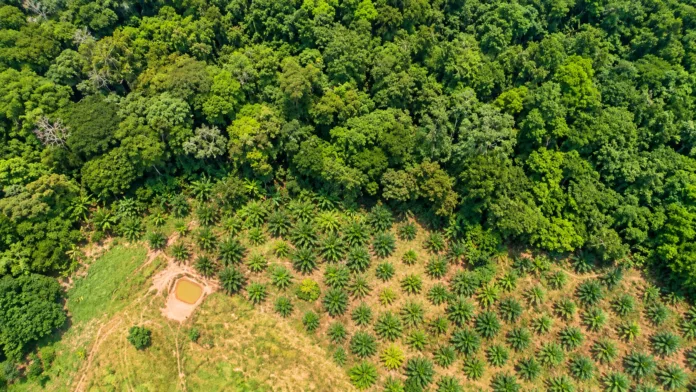 Bosques del Cesar afectados por pérdida de cobertura forestal y expansión de áreas intervenidas