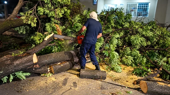 Trabajador atiende árbol caído mientras Corpocesar explica qué entidad responde por tala, incendios y emergencias ambientales.