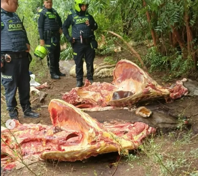 Policías inspeccionan restos de reses sacrificadas en un caso de abigeato registrado en zona rural de Valledupar.