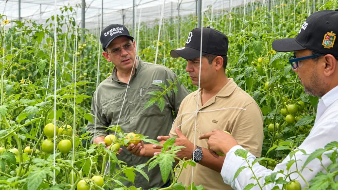 Café del Perijá: Orlando José Dangond Baute, presidente de la ADR, y Hernán Baquero Rodríguez, alcalde de Codazzi, visitan un cultivo de tomates.